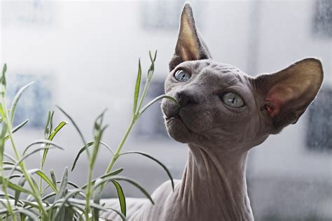 6 Hairless Cat Breeds: Vet